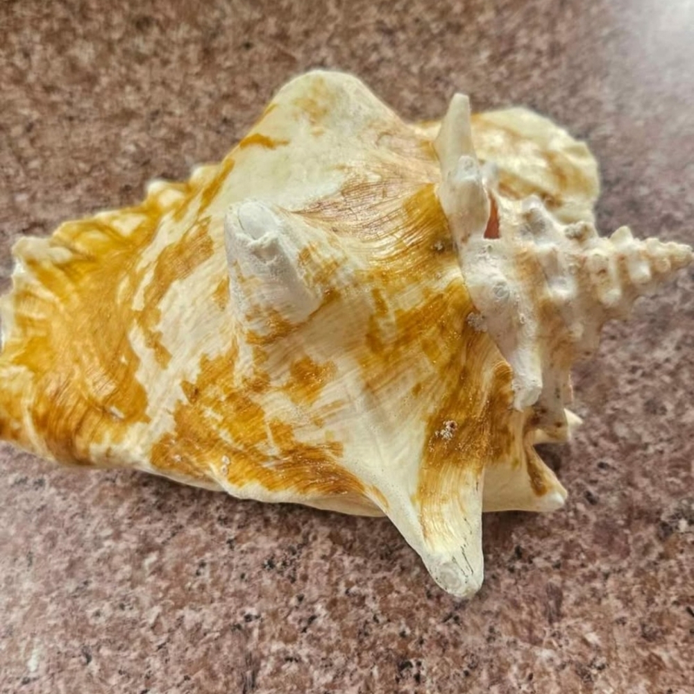 Natural Shell, Vintage - Picture 3 of 10